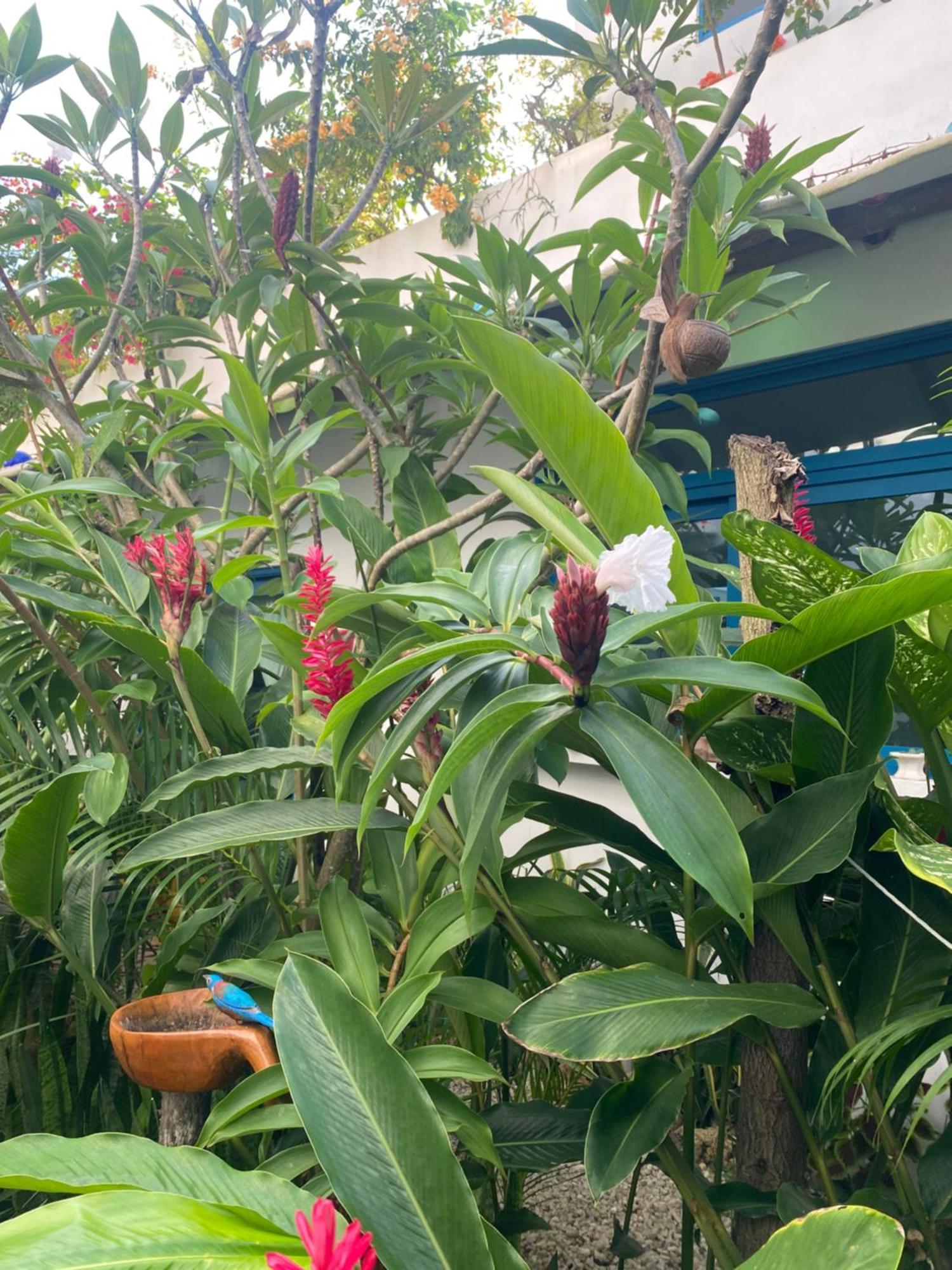 Maison Bacalar Esterno foto